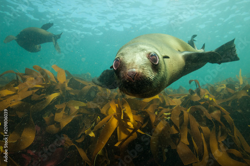 Cute seal sea lion underwater encounter in South Africa