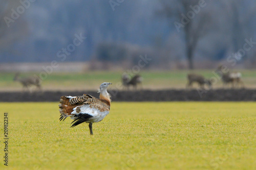 Great Bustard (Otis tarda) on the field in springtime