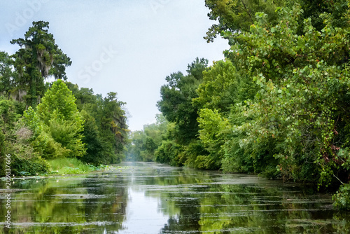 Scene at a swamp river in Louisiana's bayou