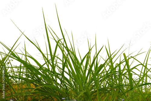 grass isolated on white background. 