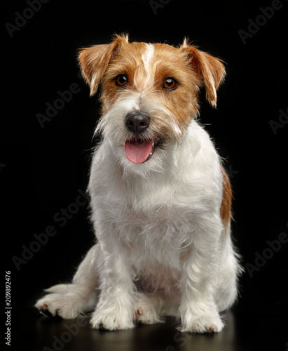 Jack Russell Terrier Dog on Isolated Black Background in studio