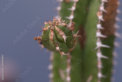 Cactus