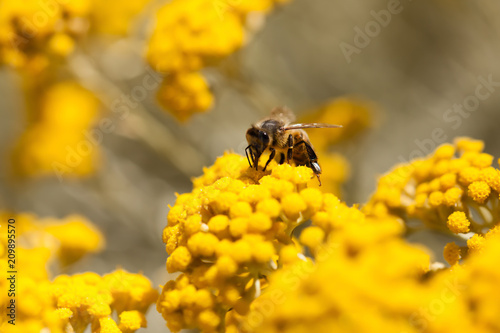 Abeille sur immortelle