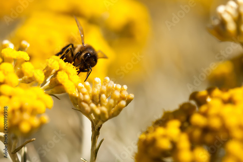 abeille sur immortelle