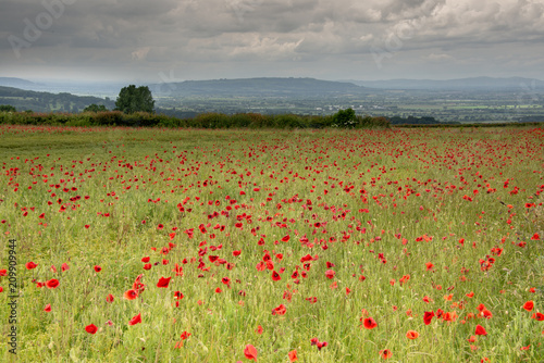 red poppies in poppy field in the English Cotswolds