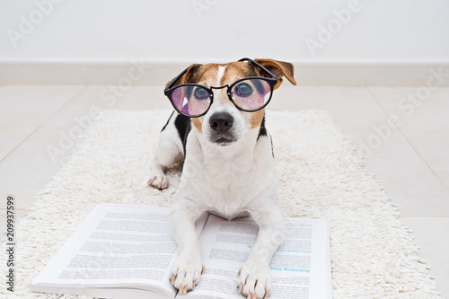 Smart cute jack russell terrier dog lying with open book in eyeglasses and looking at camera. Back to school concept