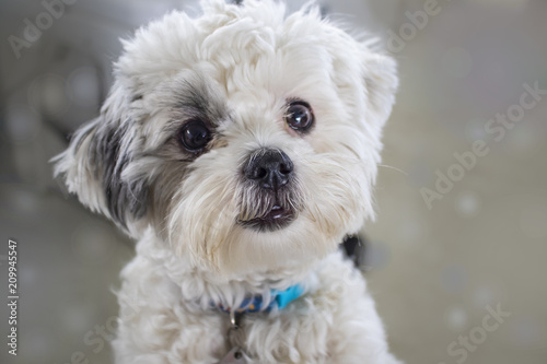 Close-up of very cute fluffy white dog with dark hair around one eye looking like he wants to be petted