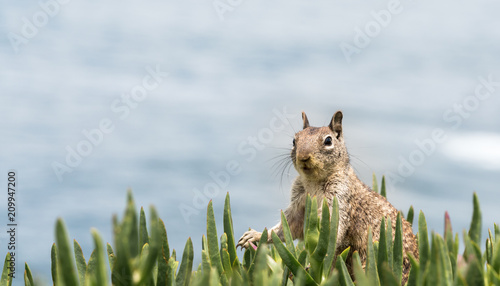 Ground Squirrel at the Coast