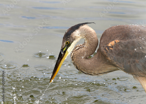 Profile view on a Great Blue heron, splashing into water searching for food. Common near the shores of open water and in wetlands over most of North America and Central America