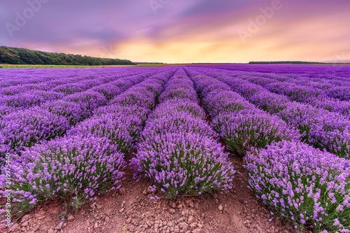 Lavender field. Beautiful lavender blooming scented flowers with dramatic sky.