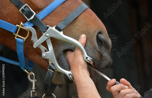 Two white hands of a Caucasian equine dentist busy working with his equipment and tools on the teeth of a bay horse mouth.