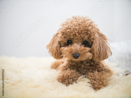 Curly-Haired Toy Poodle