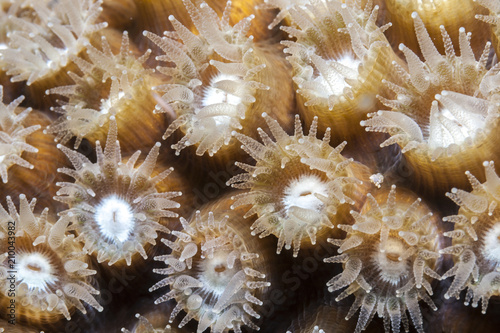 Star coral at night