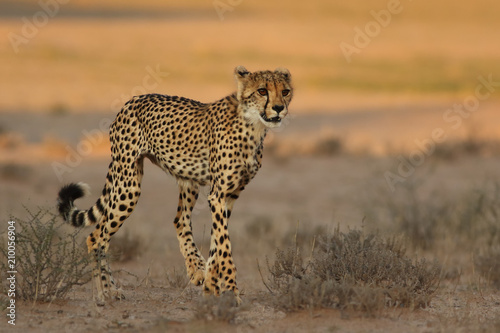The cheetah (Acinonyx jubatus) is walking in the dry savanna in beautiful light in the evening. Female spotted cat in the desert.