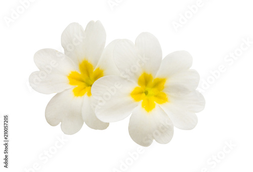 Primrose flowers isolated