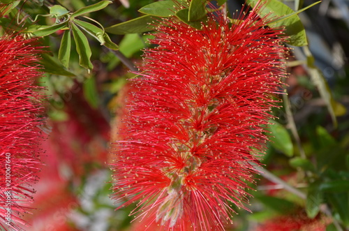 Callistemon Leavis, Kuflik - kwiaty jak szczotki