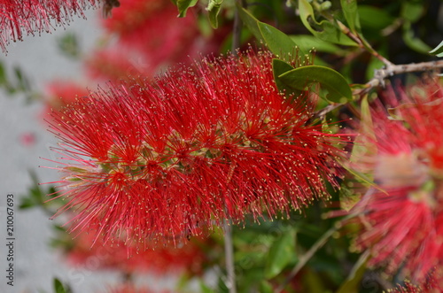 Callistemon Leavis, Kuflik - kwiaty jak szczotki