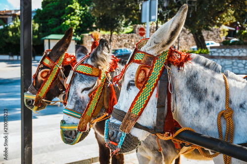 Close up of colorful decorated donkeys famous as Burro-taxi waiting for passengers in Mijas, a major tourist attraction. Andalusia, Spain