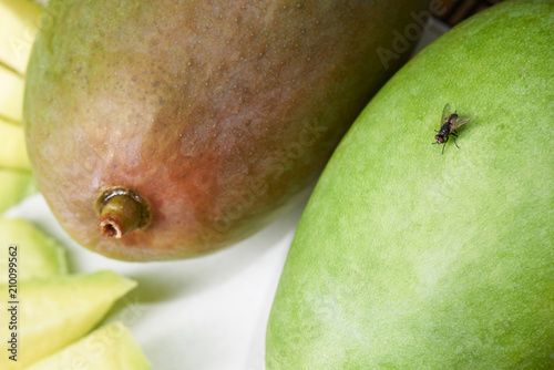 One fly insect sitting on mango