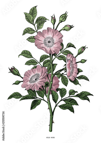 Wild rose hand drawing vintage clip art isolated on white background