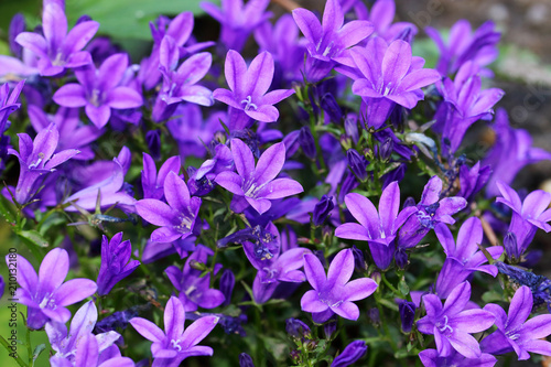 Blue purple Campanula of walls or bellflower flower is a perennial