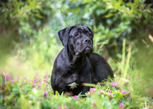 Portrait of a cane corso dog outdoors.