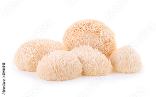 Lion mane mushroom isolated on white background