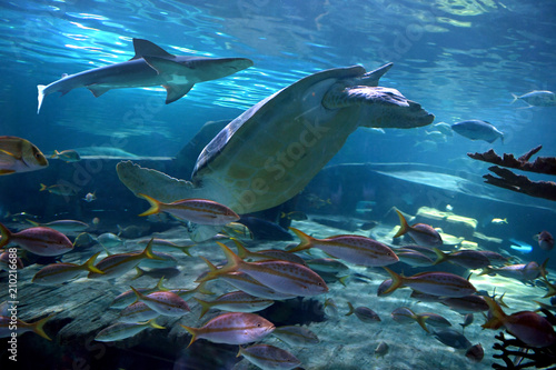 Underwater Seen with Shark, Turtle and Fish