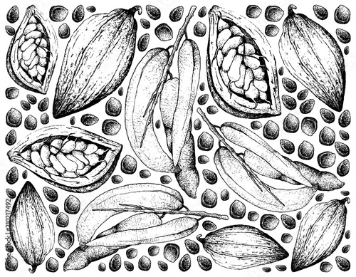 Hand Drawn of Dead Man's Fingers and Theobroma Cacao Fruits