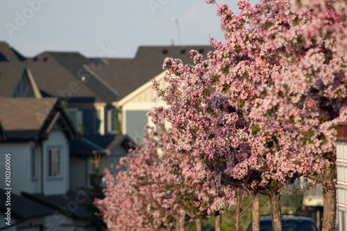 Flowering Trees by park in residential area in spring 