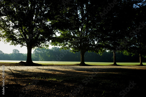 A row of mighty oaks line the drive at Lake Benson Park in Garner North Carolina as the early morning sun filters through the canopy on the first day of Summer