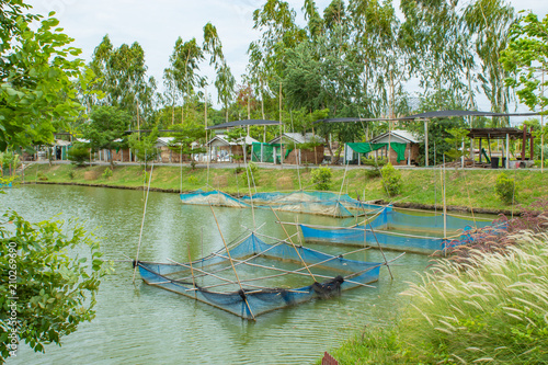 Cage fish farming in ponds