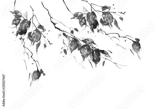 Watercolor drawing, a branch of a birch, an apple-tree, a cherry, a poplar with leaves.black and white silhouette leaves in the wind. An abstract splash of paint. On white isolated background.