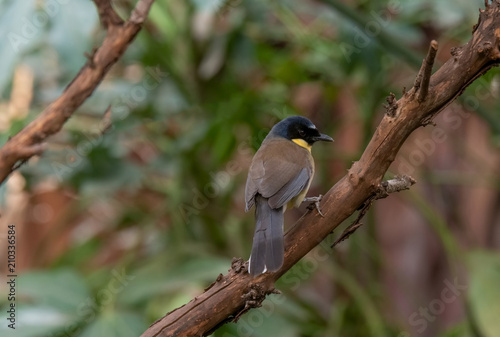 A blue-crowned laughingthrush, Garrulax courtoisi, perched on a tree stump.