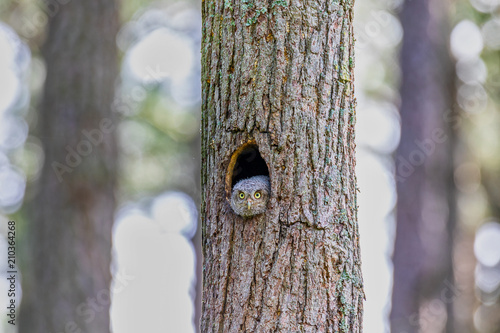 Eastern screech owl mom peers from tree trunk nest at Blackwater National Wildlife Refuge