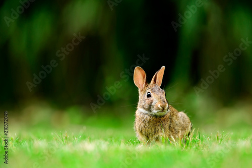 Eastern cottontail rabbit (Sylvilagus floridanus) in British Columbia, Canada