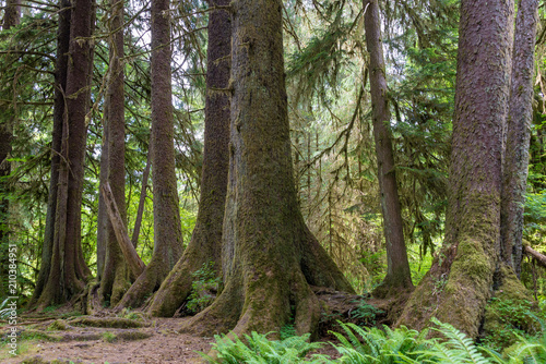Sitka spruce trees on a nurse log, Olympic National Park