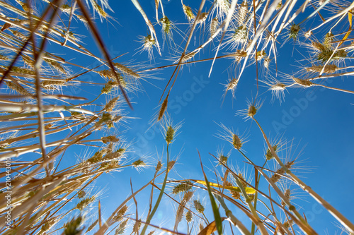 wheat spike on blue sky background
