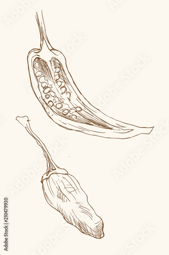 Papryka ostra - szkic, rysunek odręczny