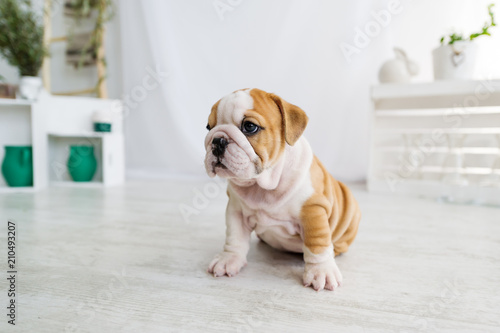 Funny english bulldog puppy sit on a floor at home.
