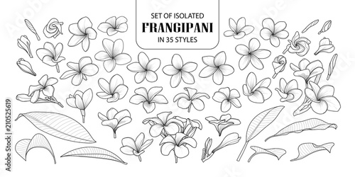 Set of isolated frangipani in 35 styles.