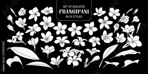 Set of isolated white silhouette frangipani.