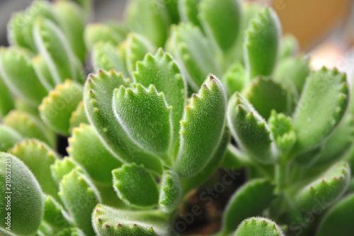 Succulent Plants - Cotyledon tomentosa