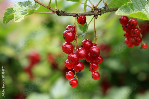 Rote Johannisbeeren am Strauch - Ribes rubrum