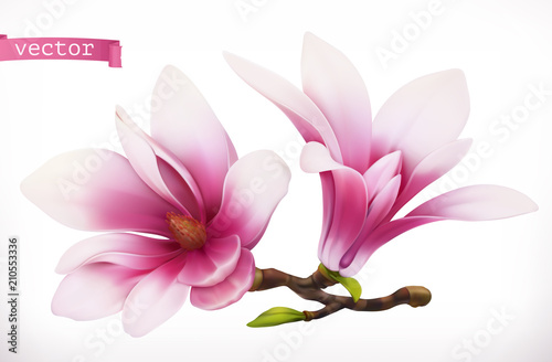 Magnolia. 3d realistic vector icon