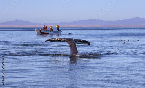 Whale watching in Ojo De Liebre Lagoon, Baja California Norte, Mexico