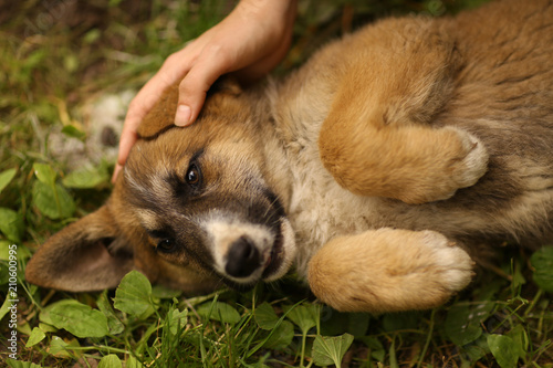 german shepherd puppy lay on green grass lawn with human hand stroke him