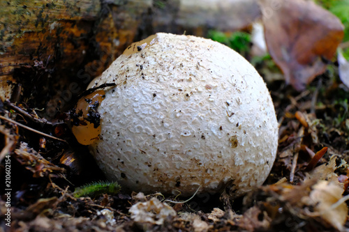 Sromotnik smrodliwy (Phallus impudicus) - młody owocnik, czarcie jajo