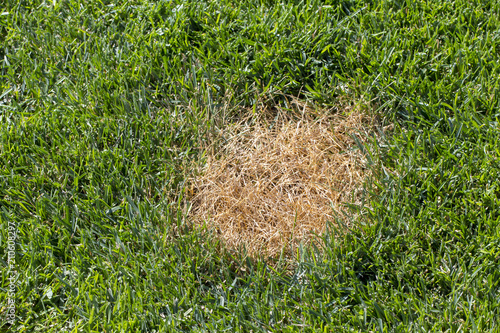 anthracnosis fungal disease of the lawn