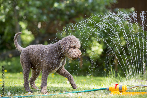 Brown dog playing with a water sprinkler outdoors. Hot summer day.